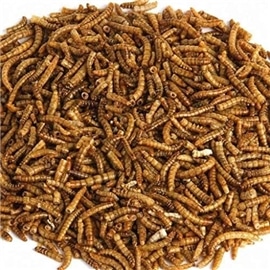 Larvas de Farinha Desidratadas - 70 Grs - OREXTX76391