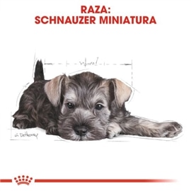 Royal Canin Miniature Schnauzer Puppy Ração Seca Cachorro de Raça - 1,5 Kgs #5 - RC4131200
