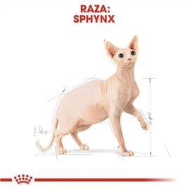 Royal Canin Sphynx Ração Seca Gato Adulto de Raça - 2 Kgs #8 - RC2556200