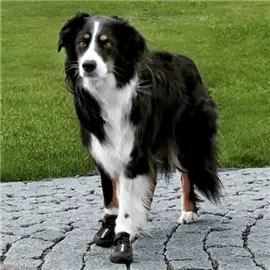 Trixie Bota Protectora "Walker Active" para Cães - XS #2 - OREXTX19460